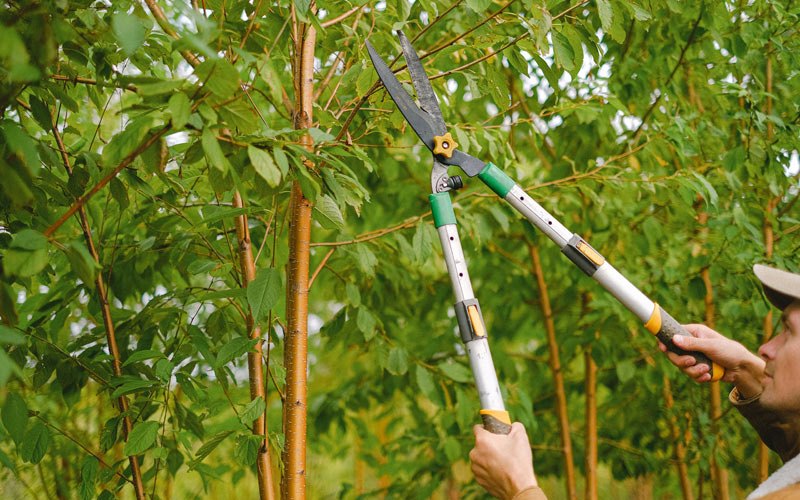 Tree trimming in Choctaw, AR