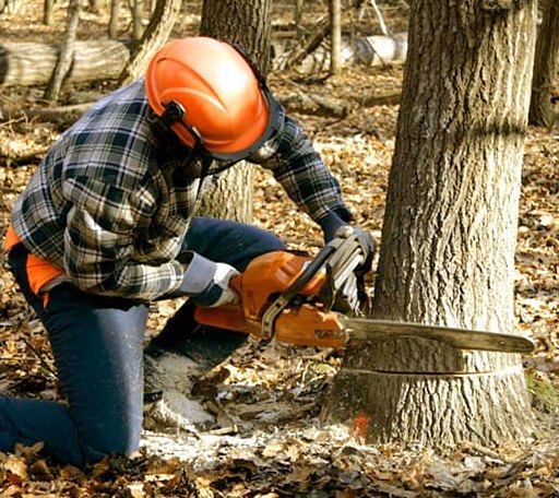 Tree Removal in Choctaw, AR